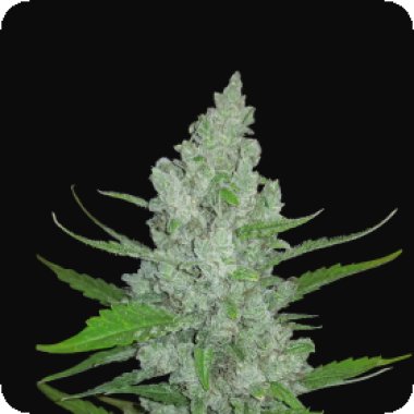 Fast Buds Cannabis Seeds Original Auto Sour Diesel