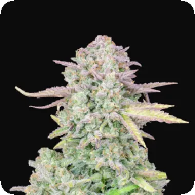 Fast Buds Cannabis Seeds Original Auto Trainwreck
