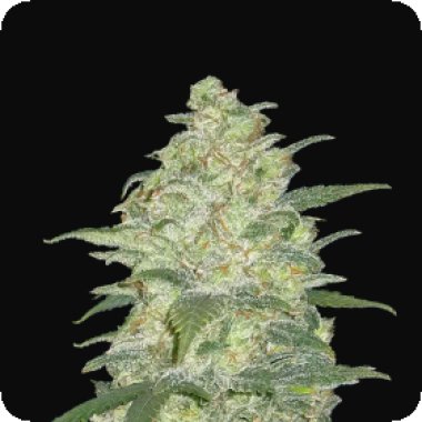Fast Buds Cannabis Seeds Original Auto White Widow