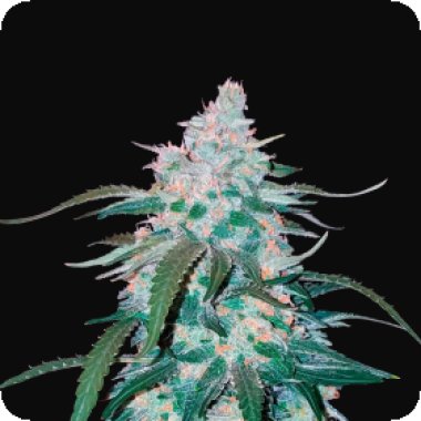 Fast Buds Cannabis Seeds Pineapple Express