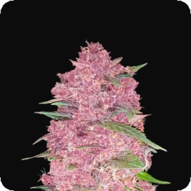 Fast Buds Cannabis Seeds Purple Lemonade