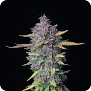 Fast Buds Cannabis Seeds Purple Punch