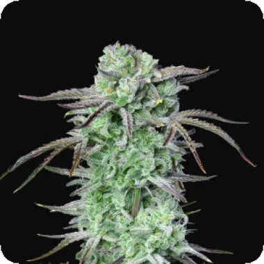 Fast Buds Cannabis Seeds Strawberry Banana
