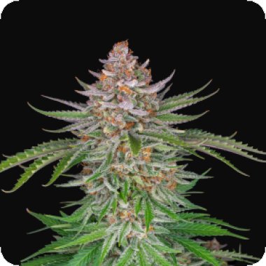 Fast Buds Cannabis Seeds Strawberry Pie Auto