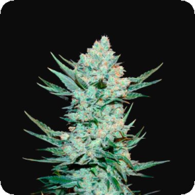 Fast Buds Cannabis Seeds Tangie Auto
