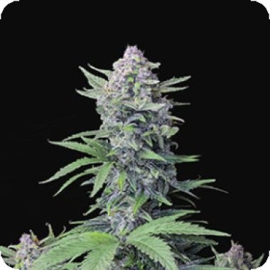 Fast Buds Cannabis Seeds Tropicana Cookies Auto