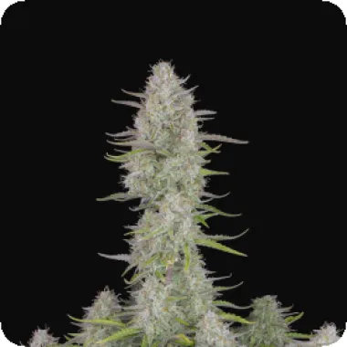 Fast Buds Cannabis Seeds Wedding Cheesecake