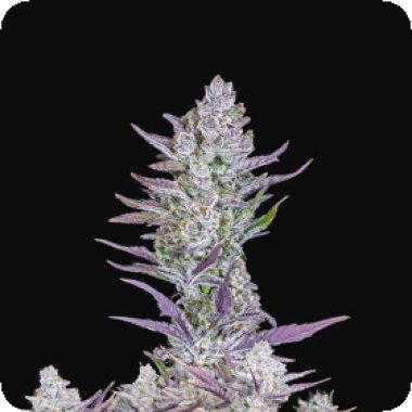 Fast Buds Cannabis Seeds Wedding Glue