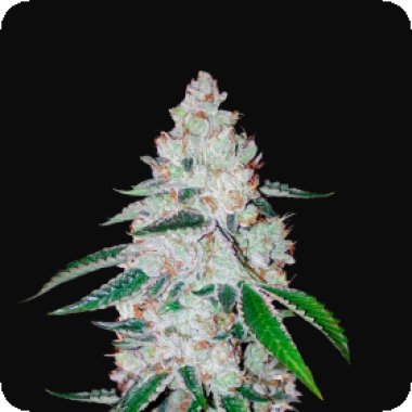 Fast Buds Cannabis Seeds West Coast Og