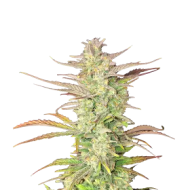 Fast Buds Cannabis Seeds Z Up Auto