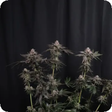 Fast Buds Cannabis Seeds Z42