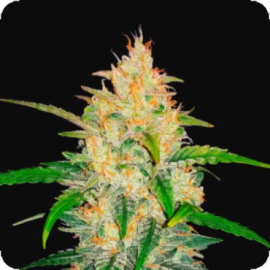 Fast Buds Cannabis Seeds Zkittlez