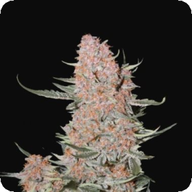 Fast Buds Cannabis Seeds Ztrawberriez Auto