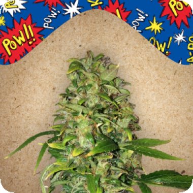 Female Cannabis Seeds Auto Ak