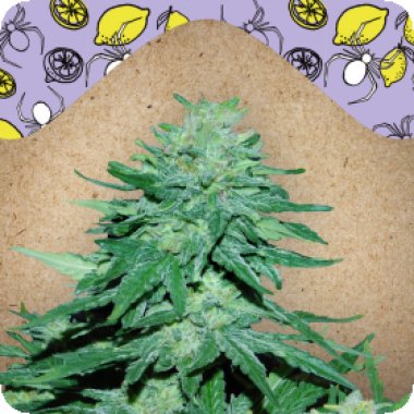 Female Cannabis Seeds Auto White Widow X Big Bud