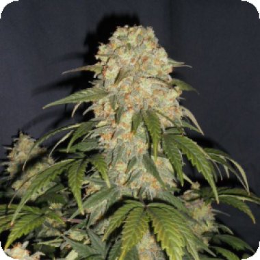 Flash  Cannabis  Seeds  Cobra