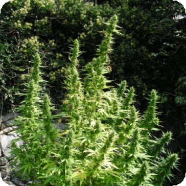 Flash  Cannabis  Seeds  Critical  Chaze