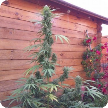 Flash  Cannabis  Seeds  Missile 33