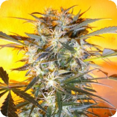 Flash  Cannabis  Seeds  Nirvana  Sky