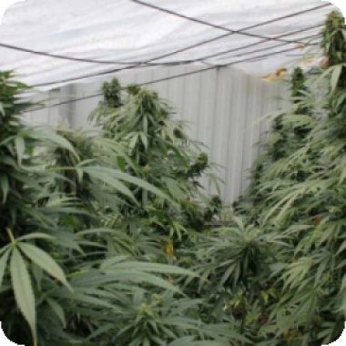 Flash  Cannabis  Seeds  Number  One