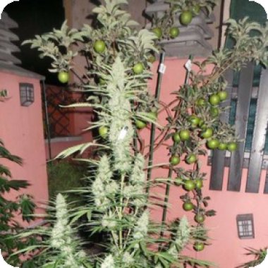 Flash  Cannabis  Seeds  Spacer
