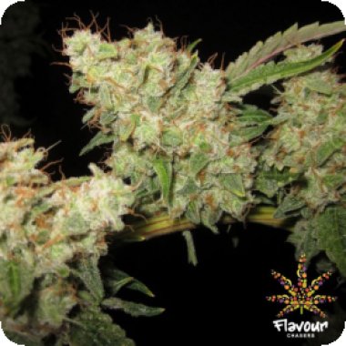 Flavour Chasers Cannabis Seeds Alien Glue