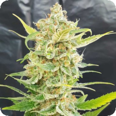 Freedom Of Cannabis Seeds A Little Kushy Auto