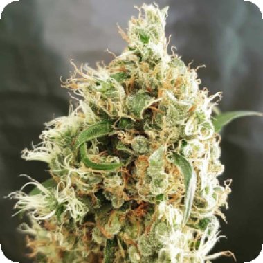 Freedom Of Cannabis Seeds White Goblin Auto
