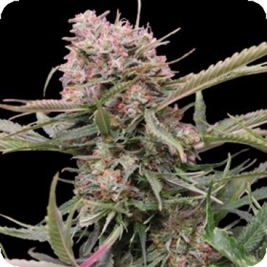 G13 Labs Cannabis Seeds Auto Gigabud