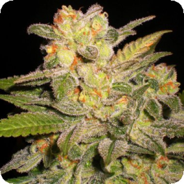 G13 Labs Cannabis Seeds Nl Automatic