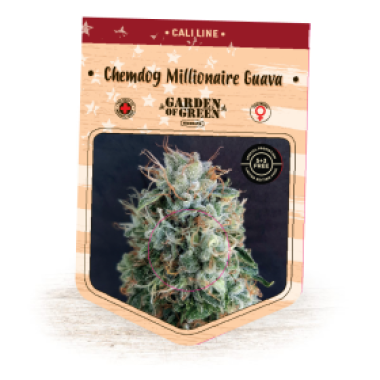 Garden Of Green Cannabis Seeds Chemdog Millionaire Guava
