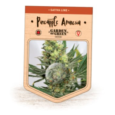 Garden Of Green Cannabis Seeds Pineapple Amnesia
