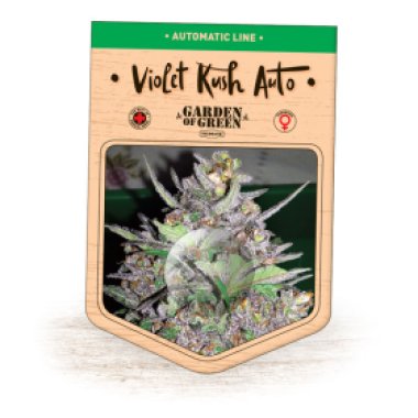 Garden Of Green Cannabis Seeds Violet Kush Auto