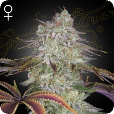 Green  House  Cannabis  Seeds  Alienz