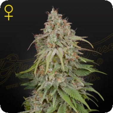 Green  House  Cannabis  Seeds  Amnesia