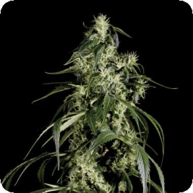 Green  House  Cannabis  Seeds  Arjan  S  Haze 1