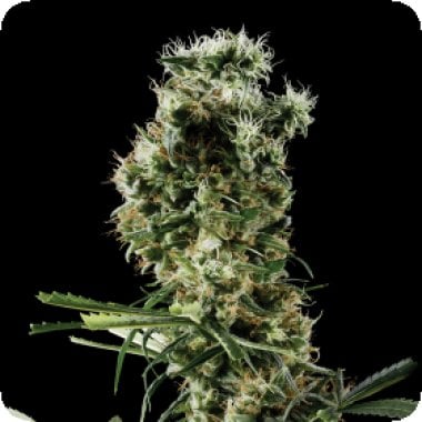 Green  House  Cannabis  Seeds  Arjan  S  Haze 2