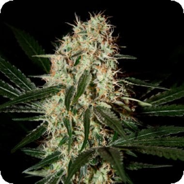 Green  House  Cannabis  Seeds  Arjan  S  Haze 3