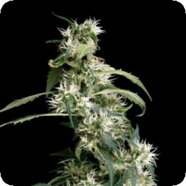 Green  House  Cannabis  Seeds  Arjan  S  Ultra  Haze 2