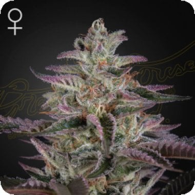 Green  House  Cannabis  Seeds  Banana  Krumble
