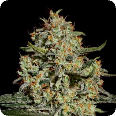 Green  House  Cannabis  Seeds  Big  Bang