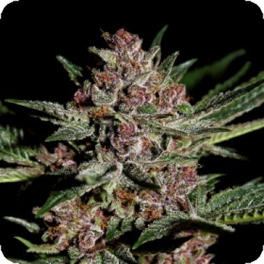 Green  House  Cannabis  Seeds  Bubba  Kush