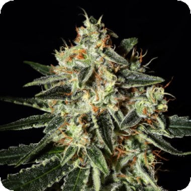 Green  House  Cannabis  Seeds  Cheese
