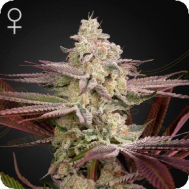 Green  House  Cannabis  Seeds  Chemical  Bride