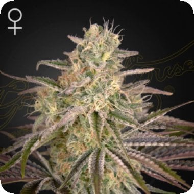 Green  House  Cannabis  Seeds  Cloudwalker