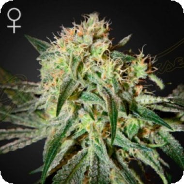 Green  House  Cannabis  Seeds  Dam  Sour