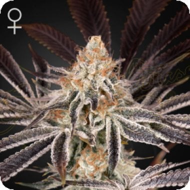 Green  House  Cannabis  Seeds  Dark  Pheonix