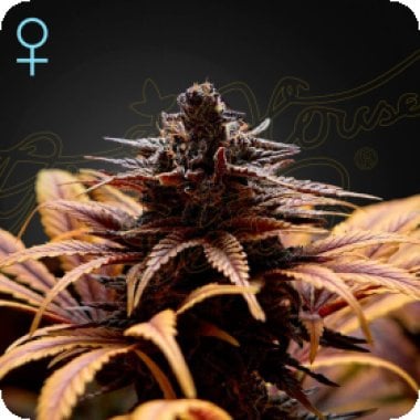 Green  House  Cannabis  Seeds  Deep  Candy  Cbd