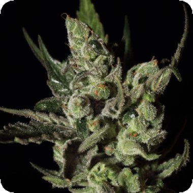 Green  House  Cannabis  Seeds  Exodus  Cheese