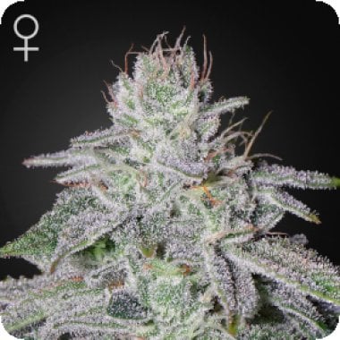 Green  House  Cannabis  Seeds  Franco  S  Lemon  Cheese